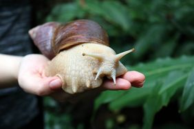 Große Achatschnecke (Achatina fulica) auf einer Frauenhand