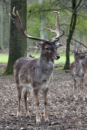 Landeshauptstadt Düsseldorf/Garten-, Friedhofs- und Forstamt