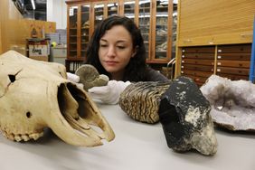 Die Präparatorin des Aquazoo Löbbecke Museum hockt hinter einem Tisch, auf dem Fossilien, Mineralien und der Schädel eines paläontologischen Riesenhirschs liegen