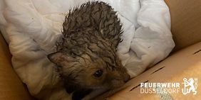 Das Fuchsbaby nach der Rettung durch die Feuerwehr