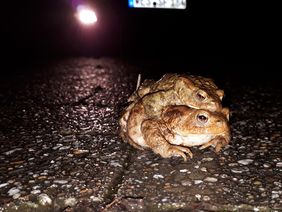 Erdkröten-Pärchen (Bufo bufo) bei der Überquerung einer Straße