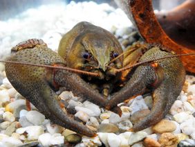 Flusskrebs in einem Aquarium im Aquazoo Düsseldorf