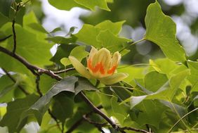 Landeshauptstadt Düsseldorf/Garten-, Friedhofs- und Forstamt