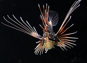 Aquazoo Löbbecke Museum