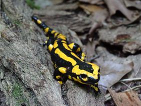 Ein Feuersalamander läuft auf einer Holzwurzel dem Betrachter/der Betrachterin entgegen