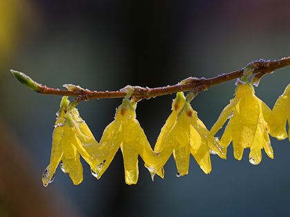 Forsythie / Hängendes Goldglöckchen