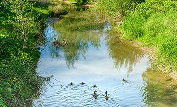 Eine Entenfamilie, die in der renaturierten Südlichen Düssel schwimmt.