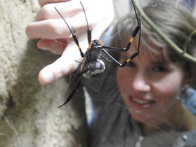 Doktorandin Anna Bartz im Terrarium der Seidenspinnen im Aquazoo