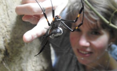 Doktorandin Anna Bartz im Terrarium der Seidenspinnen im Aquazoo